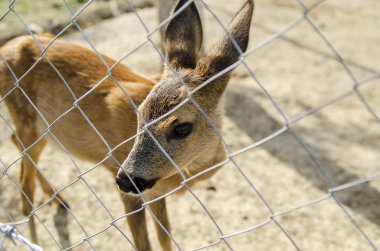 Kafeste genç bir geyik