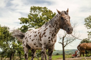 Atlar tarlada otluyor.