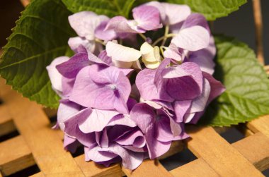 Cam vazoda ortanca çiçekleri