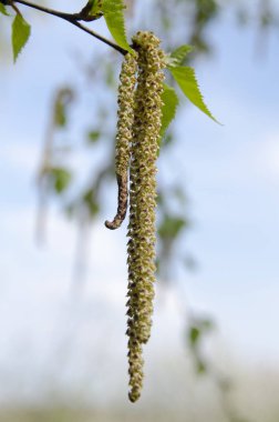 İlkbaharda genç bir bitkinin yakınında.