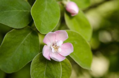 Bahçedeki pembe çiçekler