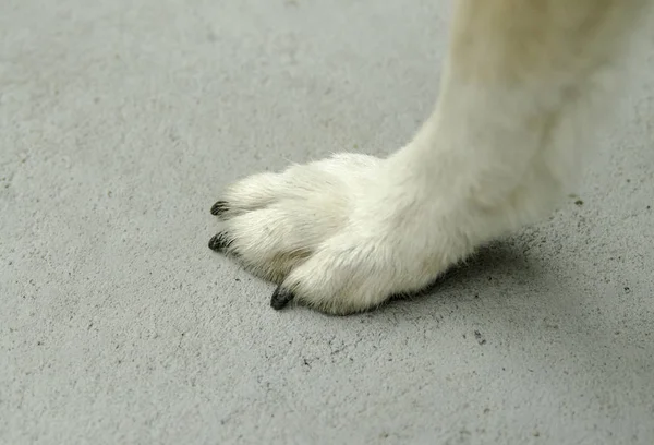 Şirin kürklü köpeğe yaklaş.