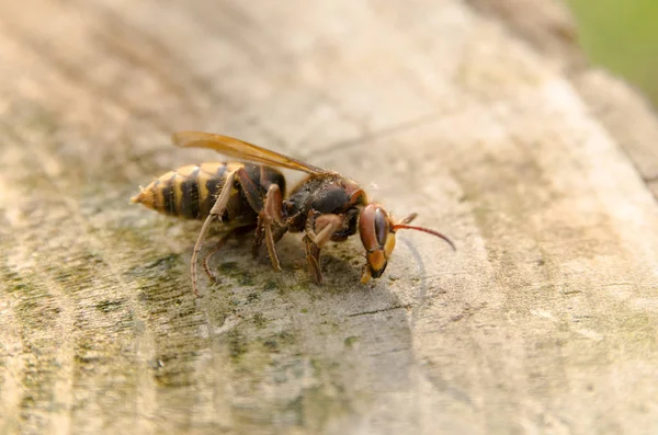 Ağaçtaki sineğin makro görüntüsü.