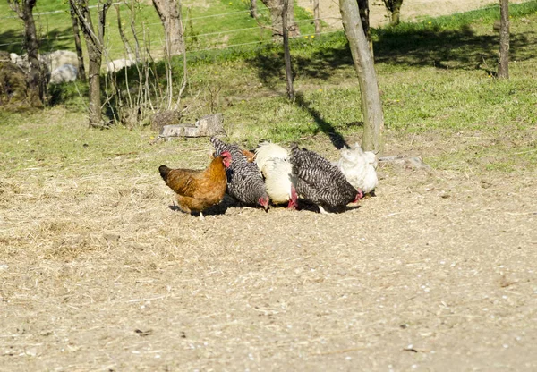 Tavuklar çimlerde yemek yiyor.