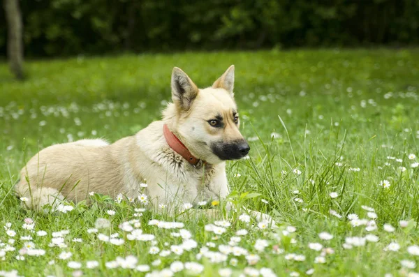 Собака Лежит Траве Цветами — стоковое фото