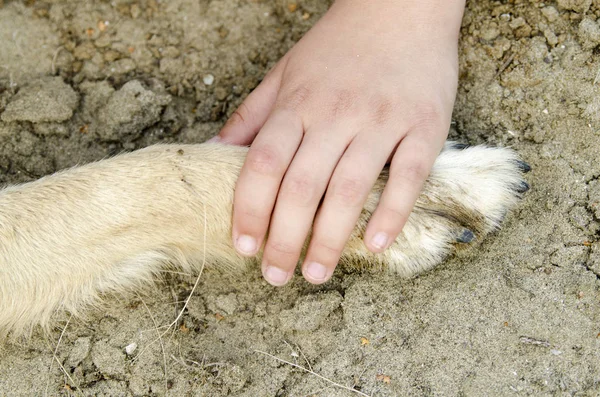 Köpek kızın ellerinde yerde yatıyor.