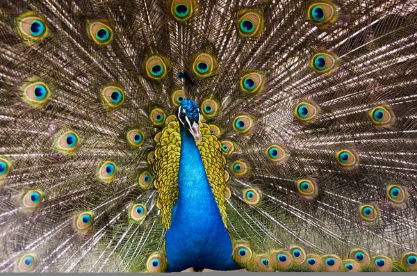 Peacock Feathers Green Background — 스톡 사진