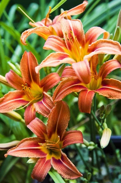 Bahçedeki çiçeklerin zambağı