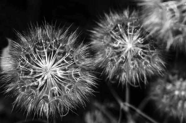 Karahindiba tohumları tarlada