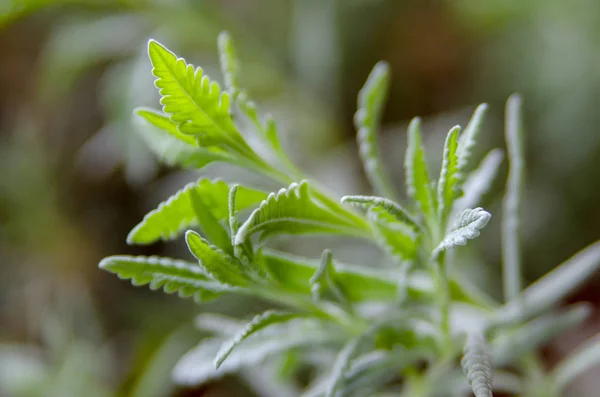 green leaves in the garden
