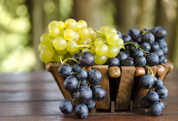 Taze ve sulu üzümler sepette