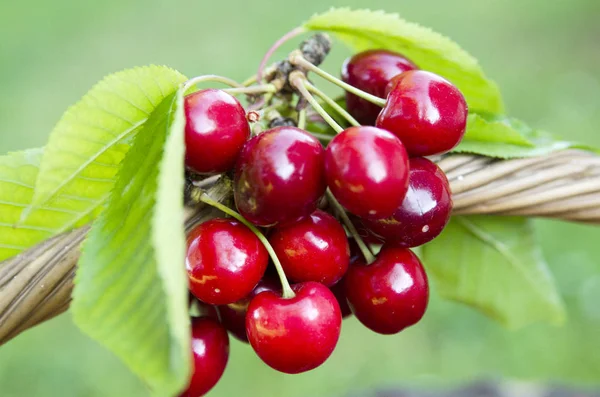 cherry on the branch of the bush