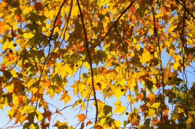 Parkta sonbahar yaprakları