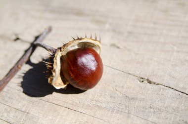 Tahta bir arka planda kestaneler