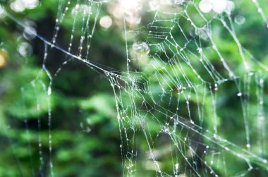 Örümcek ağı doğada