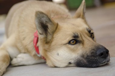 Köpek yerde yatıyor.