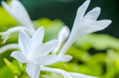 Bahçedeki beyaz zambak