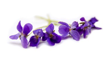 Beyaz arkaplanda izole edilmiş mavi çiçekler