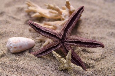 Sahilde denizyıldızı