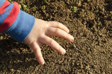 Toprağı genç bitkilerle tutan eller