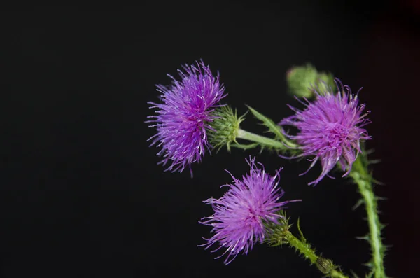 Flower Thistle — Stock Photo, Image
