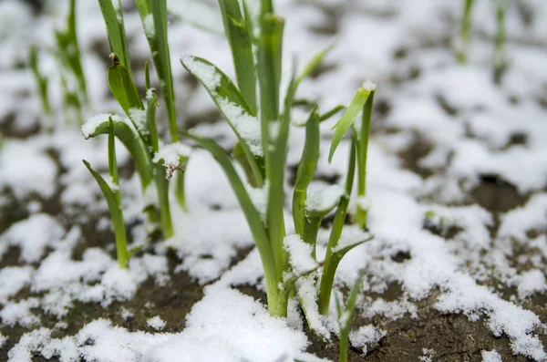 Neve Grama — Fotografia de Stock