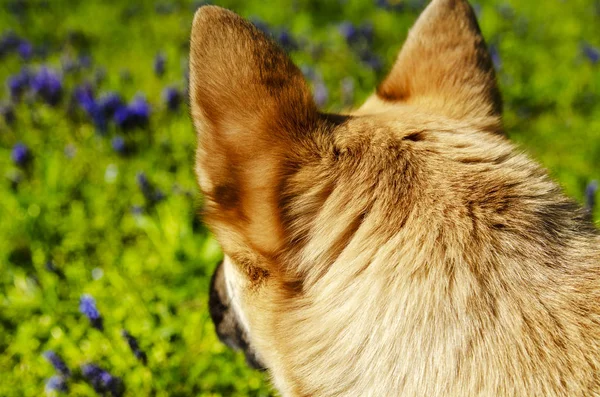 Hond pluizig gouden vacht op de achterkant van het hoofd, op zoek naar een groene — Stockfoto