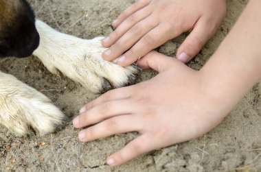 Çocuk elleri ve köpek patilerinin kesilmiş görüntüsü.