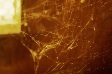 Örümcek ağı kapat