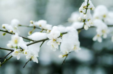 Bir bahar günü kiraz çiçeklerinin beyaz çiçekleri