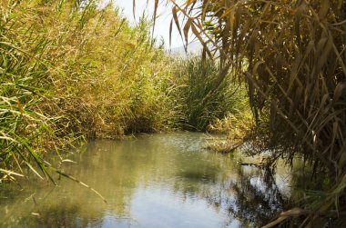 Ormandaki bir nehir manzarası