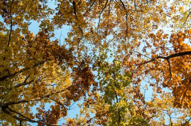 Colorful autumn leaves on trees up in the sky background. Beauty natural colors of landscape in woods.