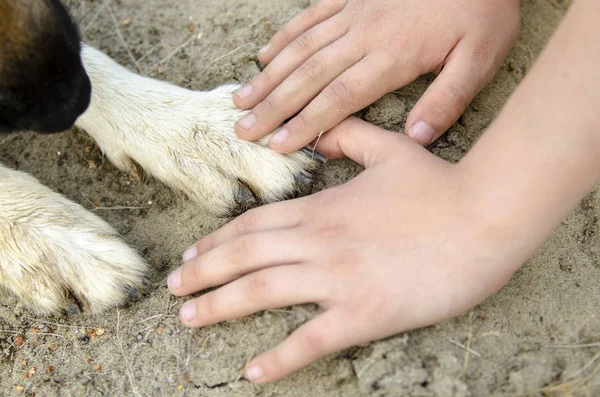 Cropped image of kid\'s hands and dog\'s paws