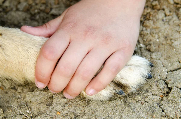 Tangan Memegang Kaki Anjing — Stok Foto