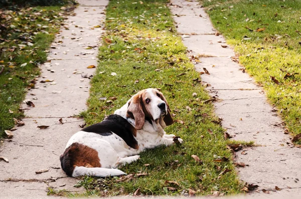 Pies Rasy Beagle Parku — Zdjęcie stockowe