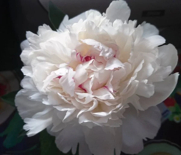 Peony is considered the king of all flowers, a magnificent flower that scares away evil spirits and attracts love