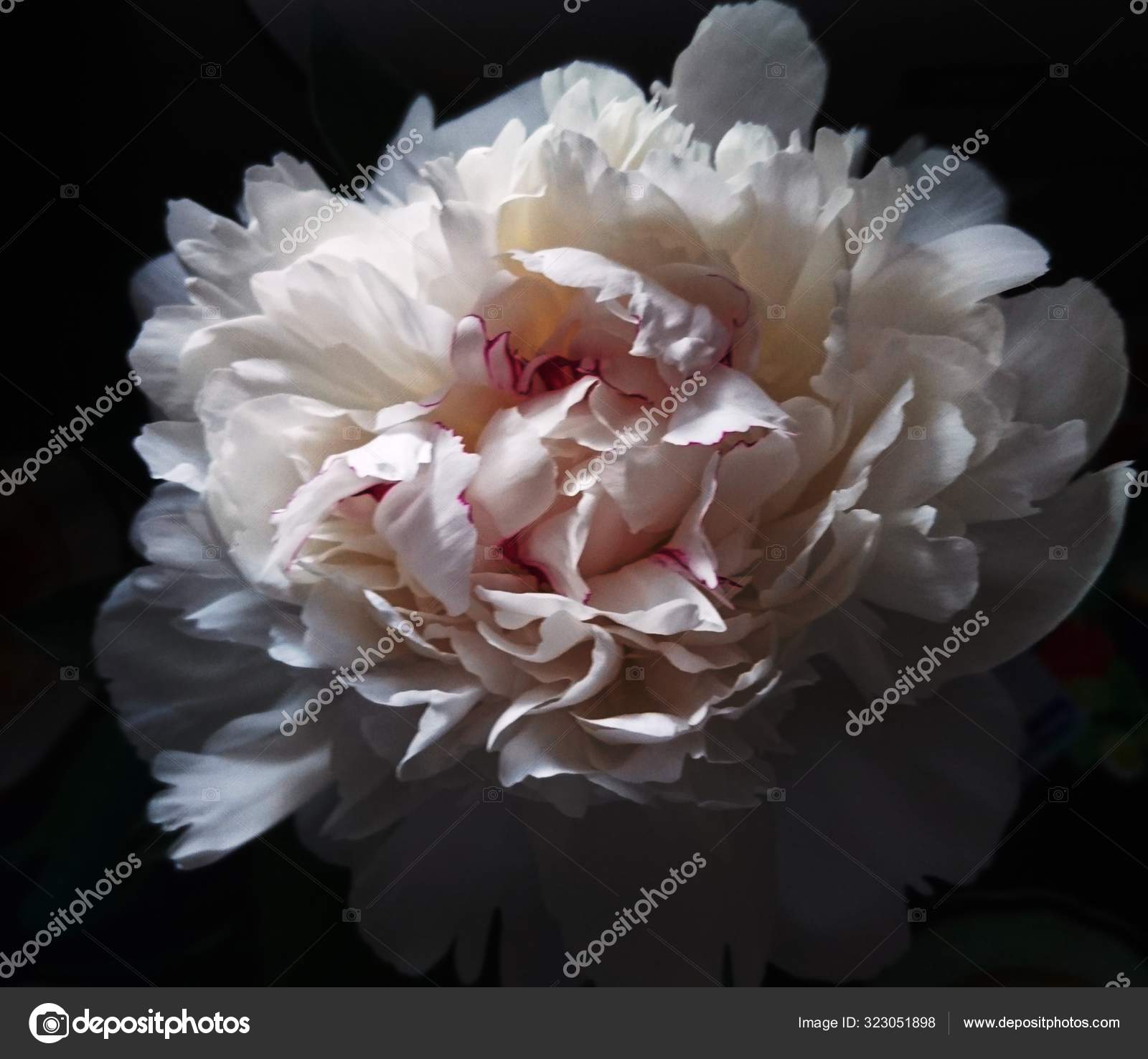 The Flowers of Evil and Other Writings by Charles Baudelaire (author); F.  P. Sturm, W. J. Robertson, Joseph T. Shipley (translators) | Sewn binding |  2008 | Barnes \u0026 Noble | 9781435107502 | Biblio, image size:1600x1476