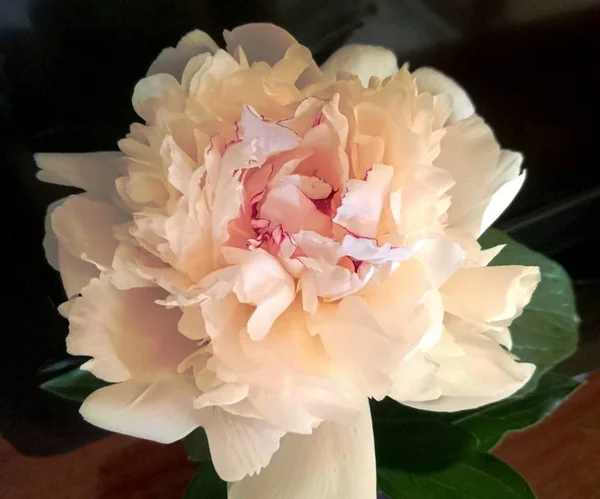 Peony is considered the king of all flowers, a magnificent flower that scares away evil spirits and attracts love