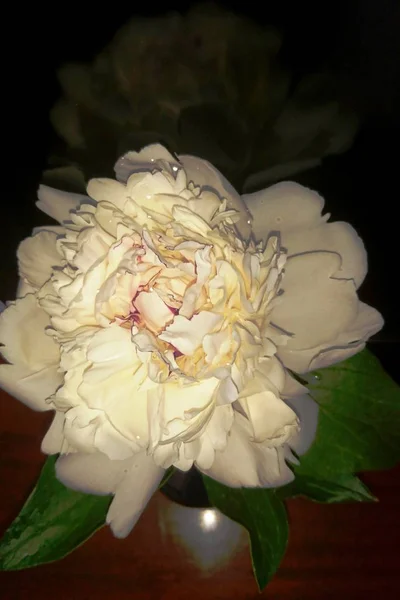 Peony is considered the king of all flowers, a magnificent flower that scares away evil spirits and attracts love