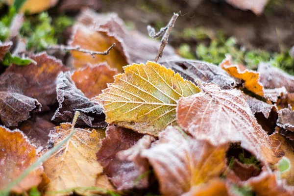 Осіннє листя з морозом — стокове фото
