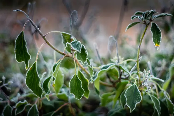 Green leaves with frost — Stock Photo, Image