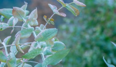 okaliptüs yaprağı dokusu