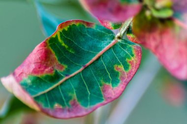 okaliptüs yaprağı dokusu