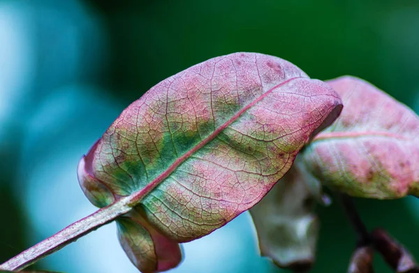 Textura de hoja de eucalipto — Foto de Stock