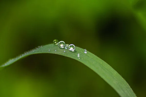 Waterdruppel op groen blad — Stockfoto