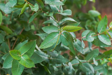 Islak yeşil yaprakların güzel arka planı
