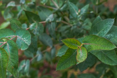 Islak yeşil yaprakların güzel arka planı