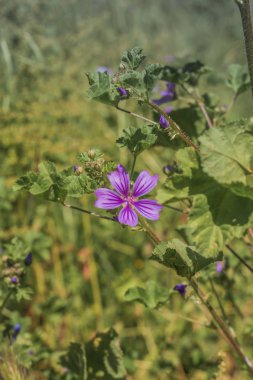Yeşil arka planda menekşe çiçeği