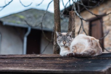 Güzel kedi yavrusu ahşap tahtada uyuyor.