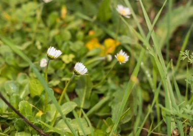 ilk bahar papatya çiçekleri yeşil arka planda
